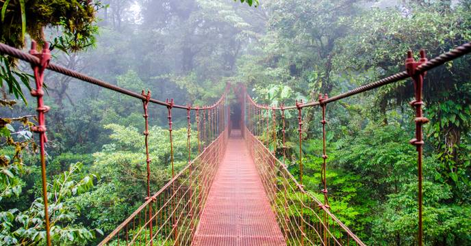 Trekking through a cloud forest in Costa Rica