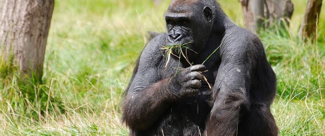 mercurial safari 2021