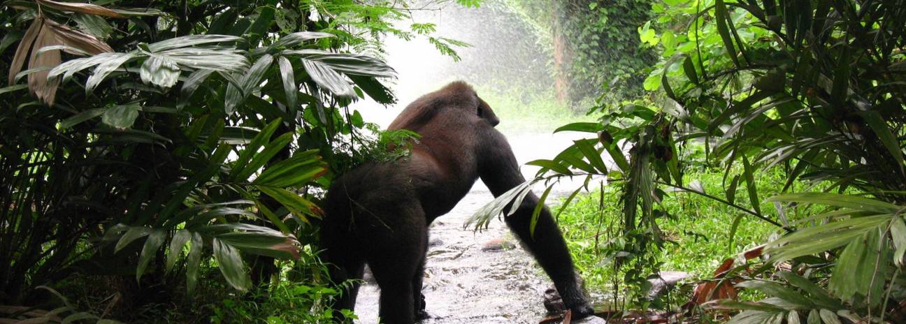 10 Best Safari Tours & Trips 2022/2023 - TourRadar