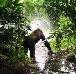 best safaris in uganda