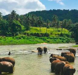 best safaris in sri lanka