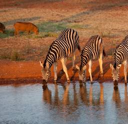 10 Best Safari Tours & Trips 2024/2025 - TourRadar