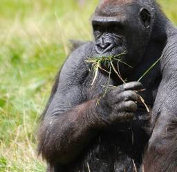 best safaris in rwanda