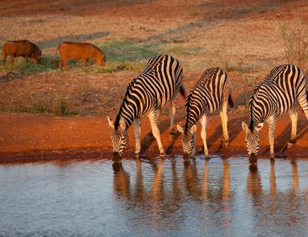 Zebras trinken an den Wasserlöchern des Krüger-Nationalparks, Südafrika