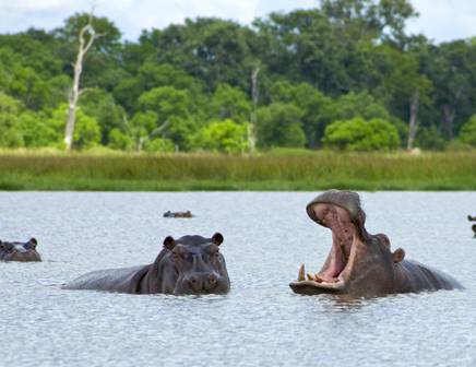 Eine Gruppe von Flusspferden genießt die Sonne an einem Wasserloch im Okavango-Delta