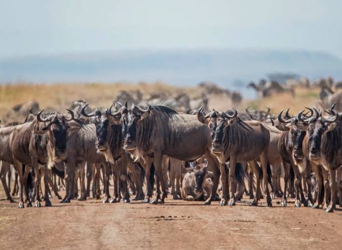 Die Große Migration beobachten in Afrika