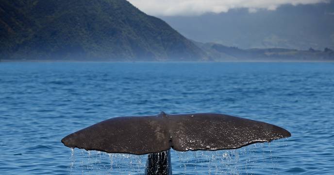 Whale watching