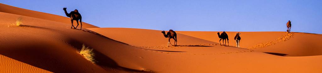 Moroccan desert