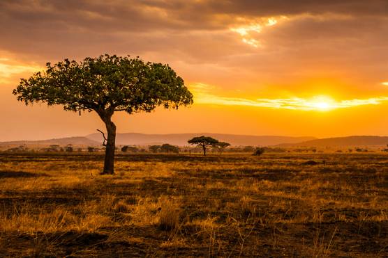 Serengeti Facts: 6 Things Not to Miss Before Visiting 2022 - TourRadar