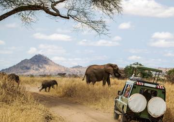 Elephants on a safari in Tanzania.