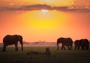 Olifanten bij zonsondergang tijdens een safari in Zimbabwe.