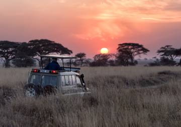 Éléphants au coucher du soleil lors d’un safari au Zimbabwe.