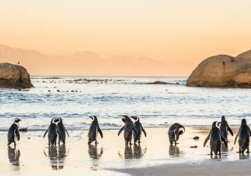 Manchots sur la plage de Boulders près du Cap, en Afrique du Sud.