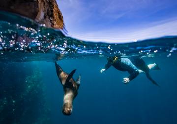 Plongée avec tuba avec des tortues marines aux îles Galápagos.