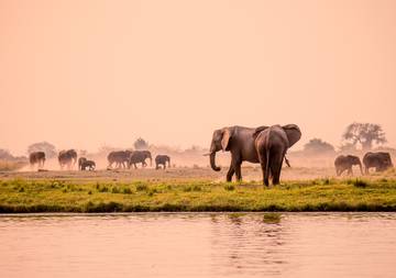 Elephants on a safari in Tanzania.