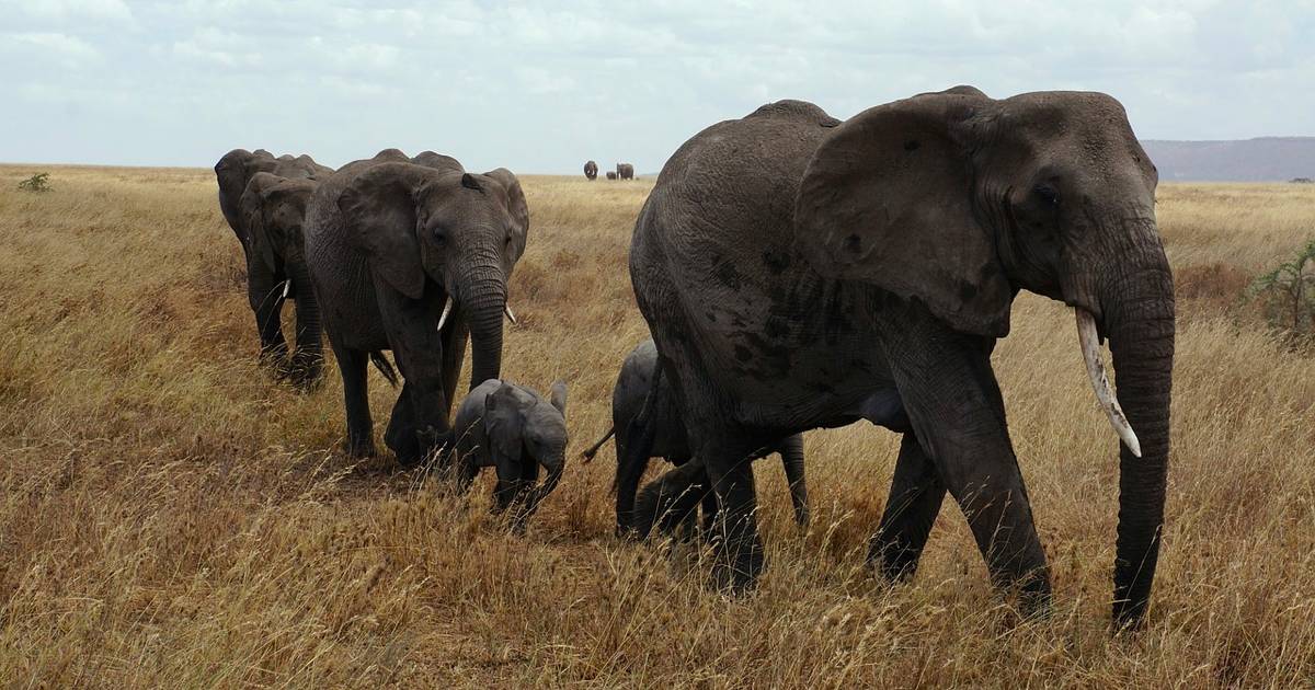 Serengeti National Park: Best Time To Visit In 2024/2025 - TourRadar