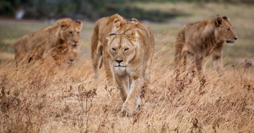 Serengeti National Park Best Time To Visit In 2024 2025 TourRadar   Ufpojq 