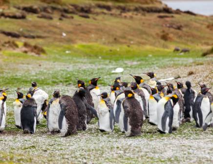 Penguins on Falkland Islands