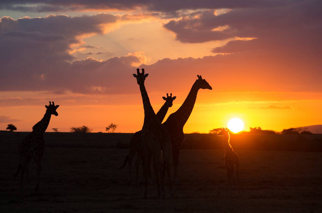 Red African Book Black Friday Africa Tour Deals - Member Access - TourRadar
