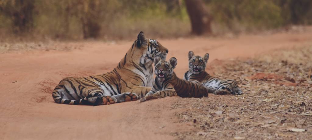 ranthambore national park safari in september