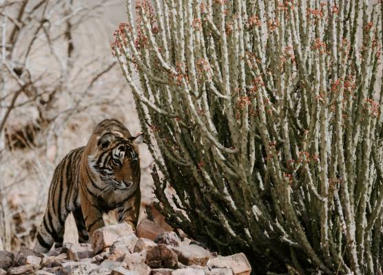 ranthambore national park safari in september