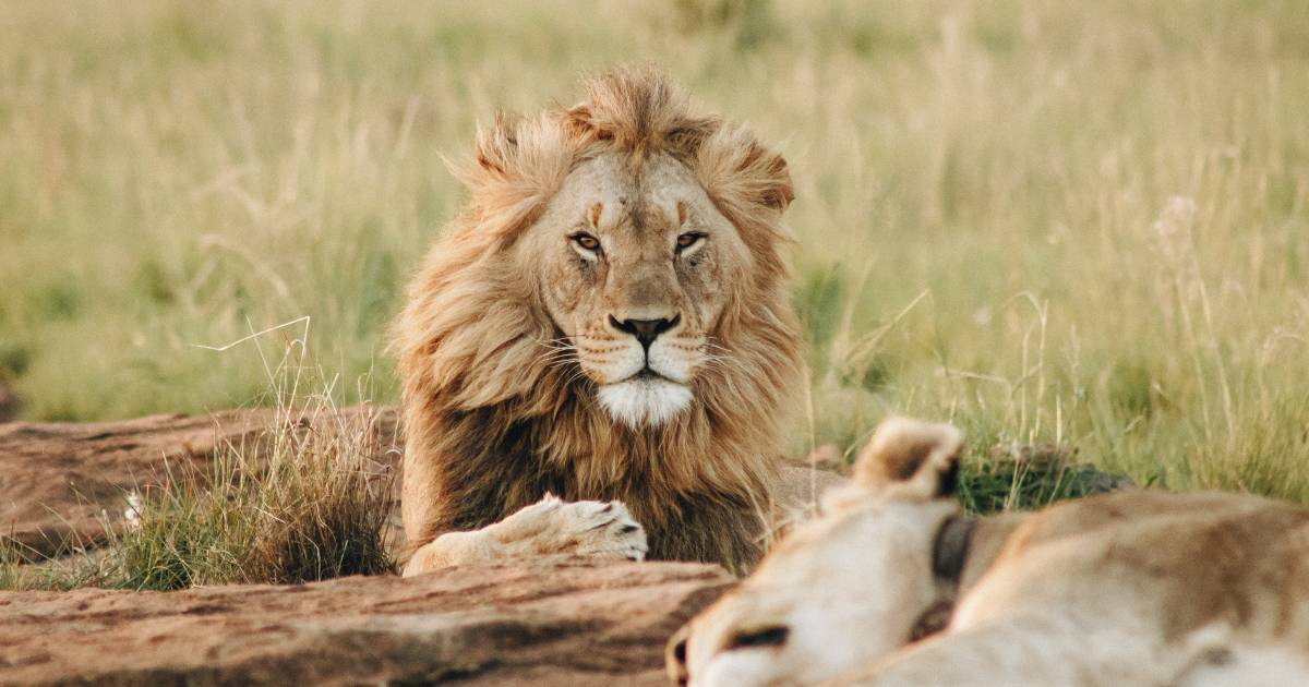 Masai Mara Animals: Check what Animals to Spot on Safari - TourRadar