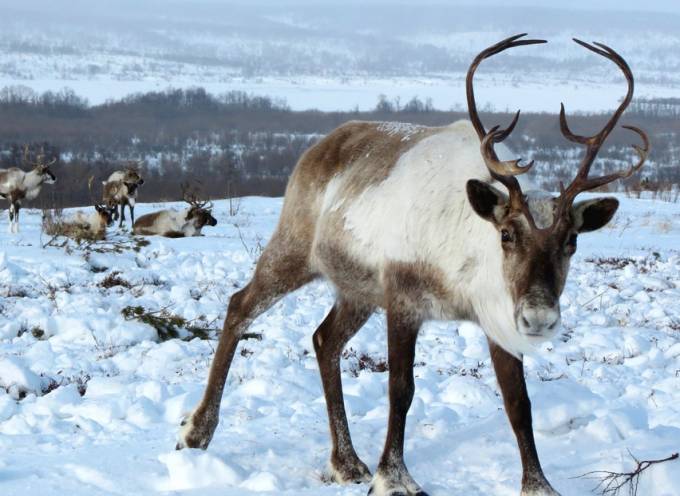 reindeer looking at the camera