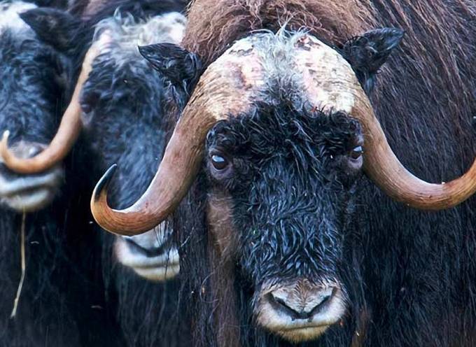 muskox looking at the camera