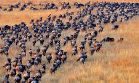 Pictured above: The Great Migration