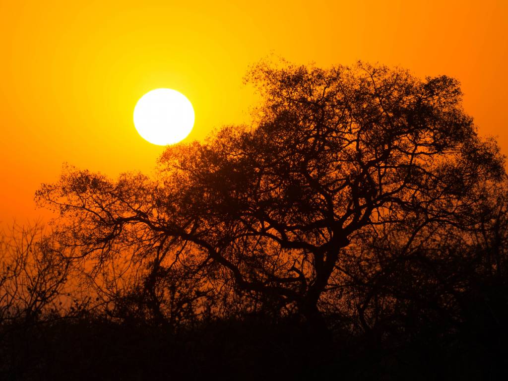 safari sunset