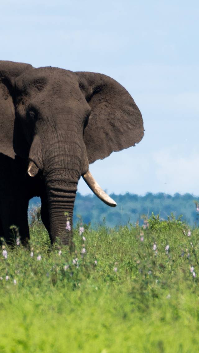 Best Time to Visit Kruger National Park - TourRadar