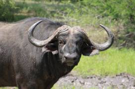 Fun Fact: You can find all of the Big Five animals  in Kruger National Park!