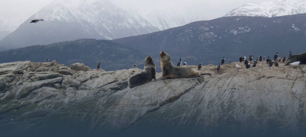Antarctic Wildlife: Animals You Can See in Antarctica - TourRadar