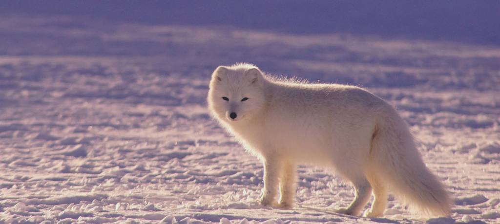 Arctic Wildlife: Discover the Animals of the Arctic Circle - TourRadar