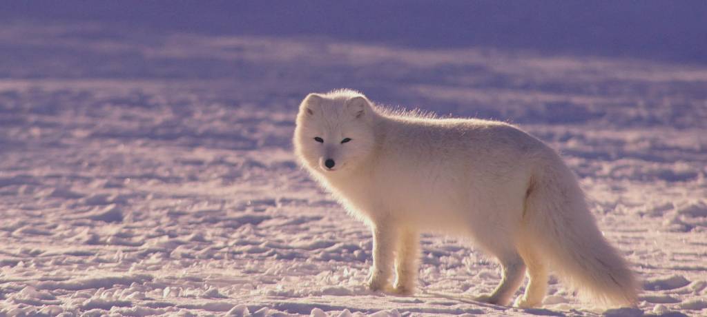 Illustration, white adult and baby Arctic Lemmings