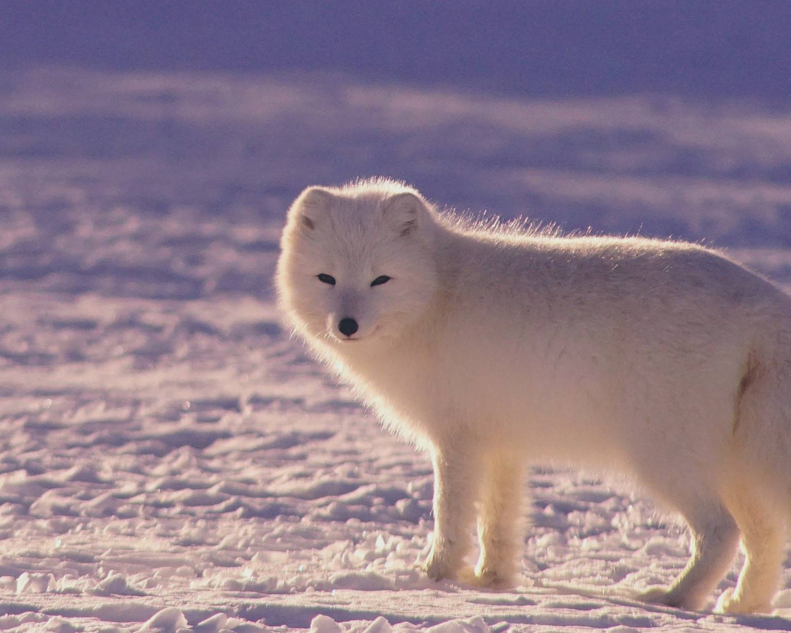 Arctic Wildlife: Discover the Animals of the Arctic Circle - TourRadar