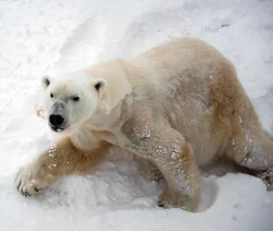 arctic ocean animals and plants