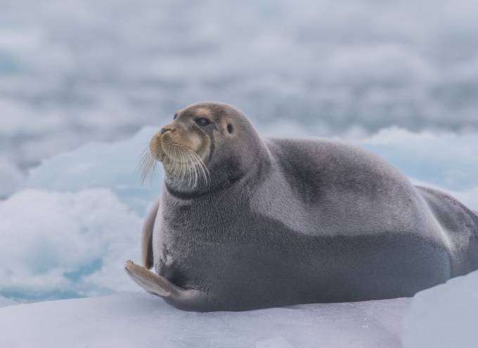 Arctic Wildlife: Discover the Animals of the Arctic Circle - TourRadar