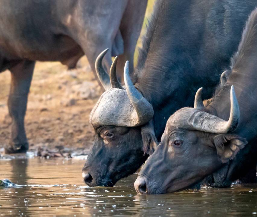 Victoria Falls Animals: Most Spectacular Animals to Spot - TourRadar