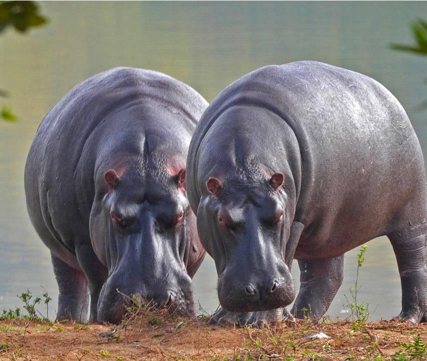 Victoria Falls Animals Most Spectacular Animals to Spot TourRadar