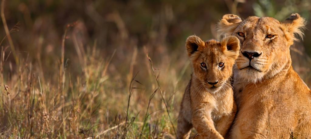 10 Best Big Five Safaris in Africa 2023/2024 - Best Deals - TourRadar