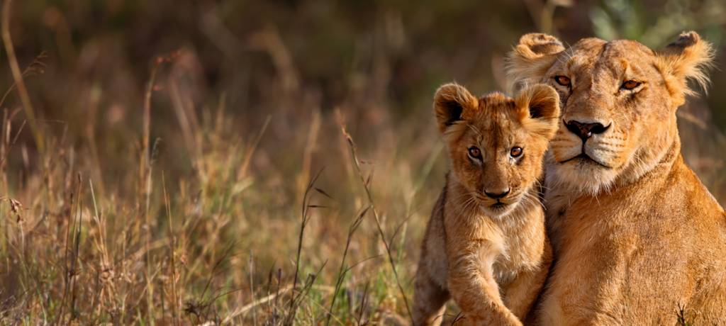 big five safari - lioness with cub drinking water