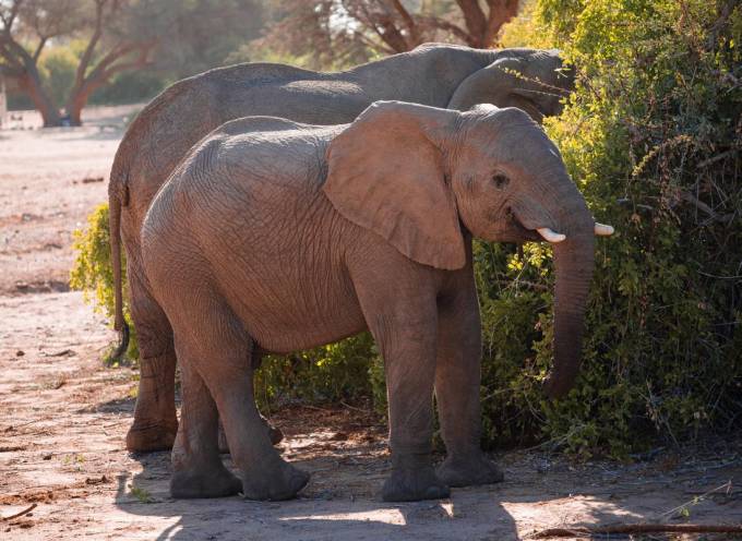 young elephant grazing