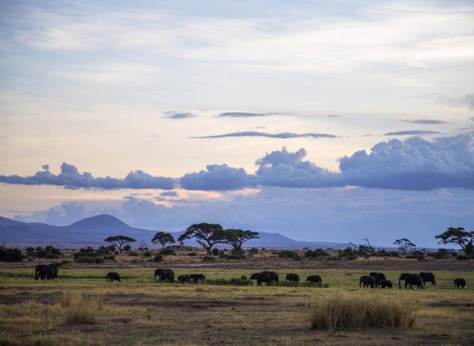 kenya elephants