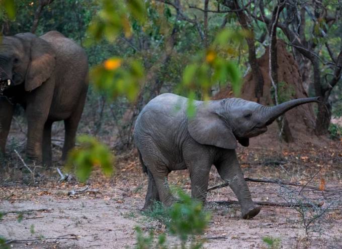 elephant in the bush