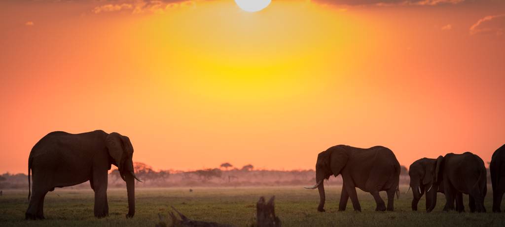 Chobe National Park Safari Adventures and Tours