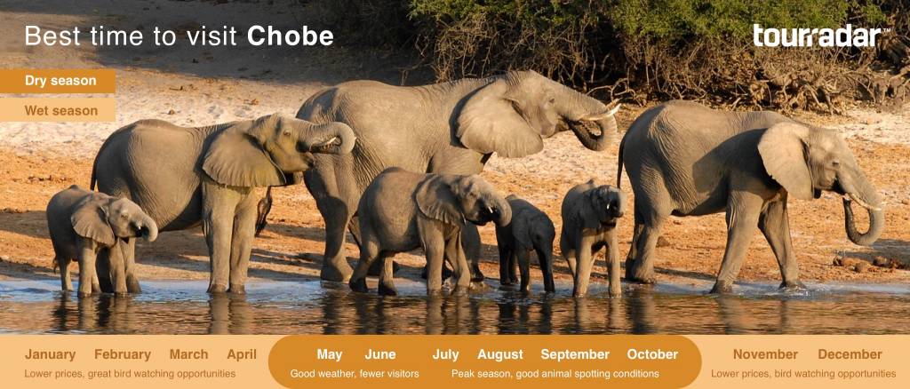 Best Time To Visit Chobe National Park When To Go On A Safari