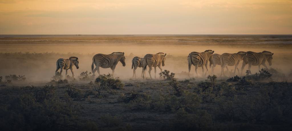 Group Of Zebras Walking In A Mist In The Plains Of Etosha National Park.