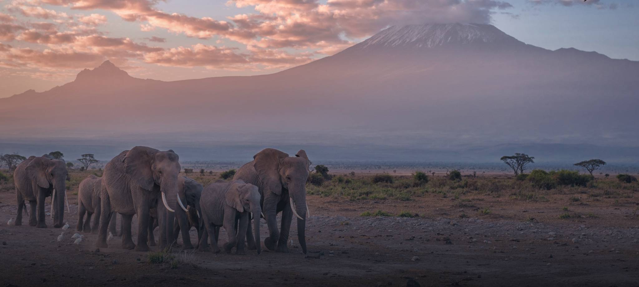Best Time to Visit Kenya for a Ultimate Safari Experience TourRadar