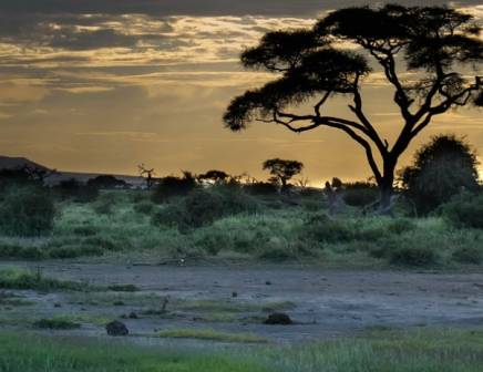 african savannah